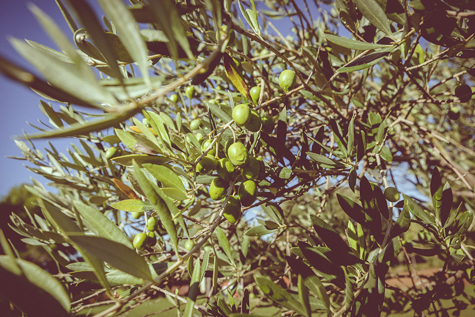 Cassufotograf,bodas004